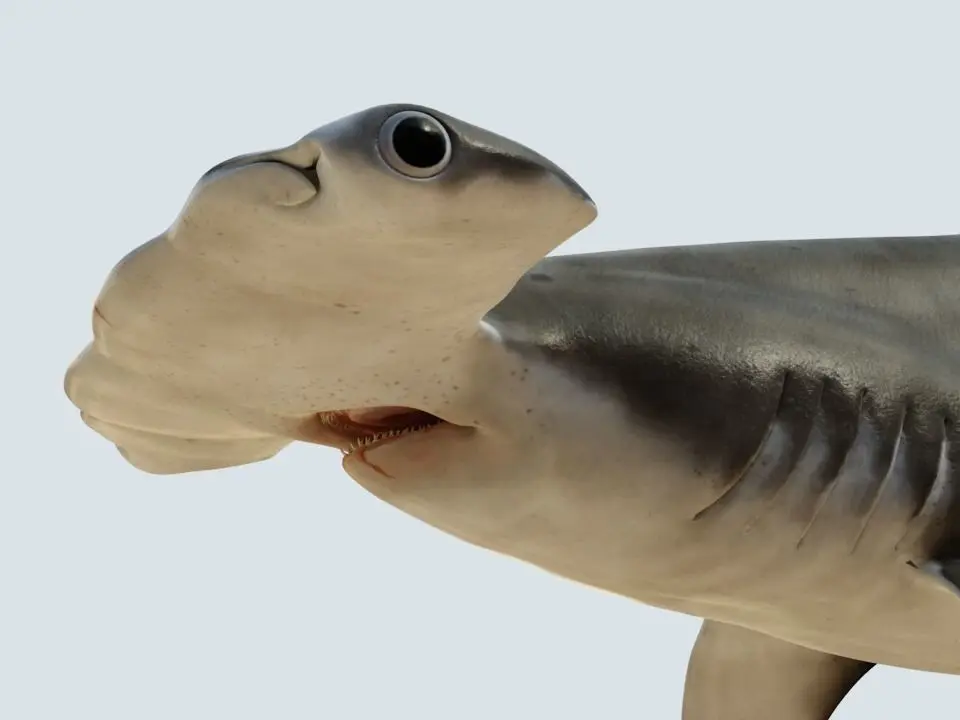 Hammerhead shark rigged and animated for Cinema 4d 3D model Low-poly 3D model