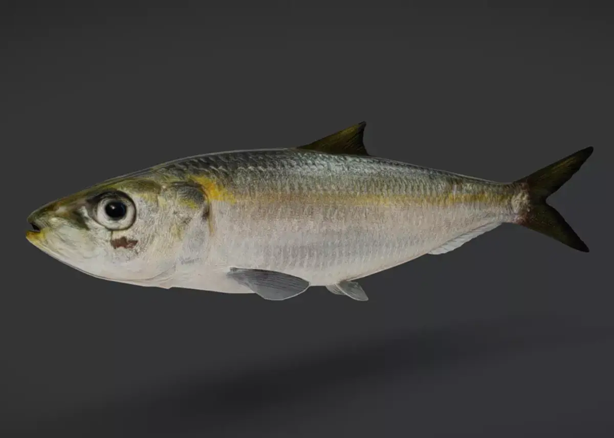 Bali Sardinella -Pacific Herring Animated 3D model