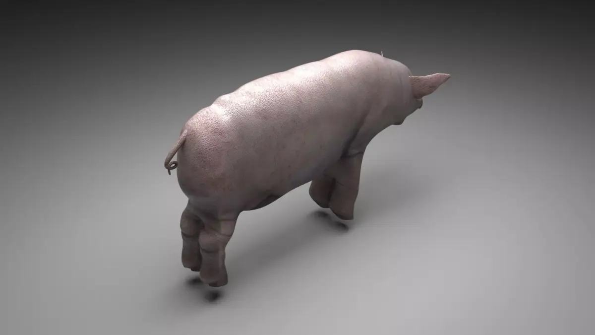 Pig Animal 3D model