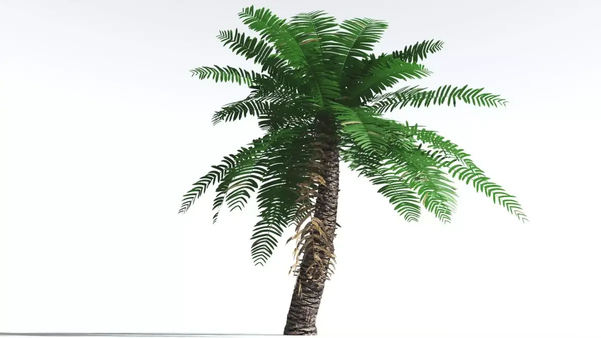 EVERYPlant Pseudoctnis Cycad 3 --12 Models-- 3D model