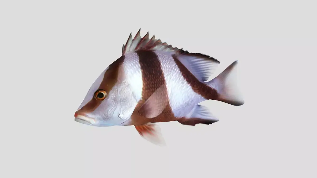 Emperor Red Snapper Fish Low-poly 3D model