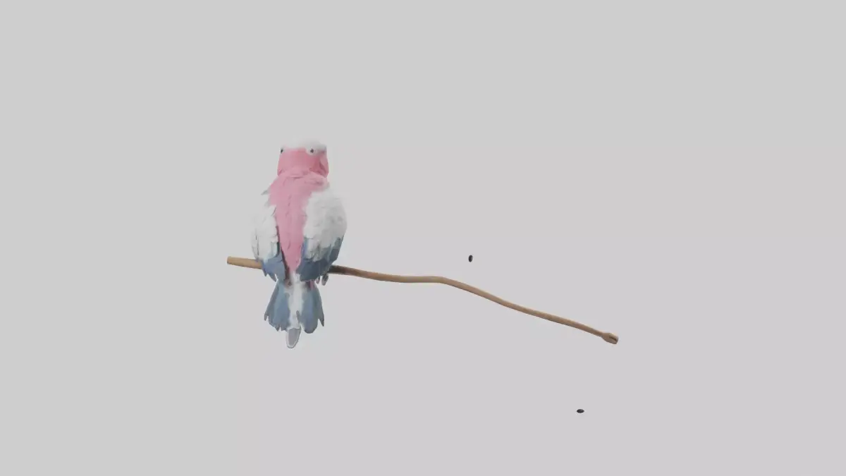 Galah Parrot perched model 3D model