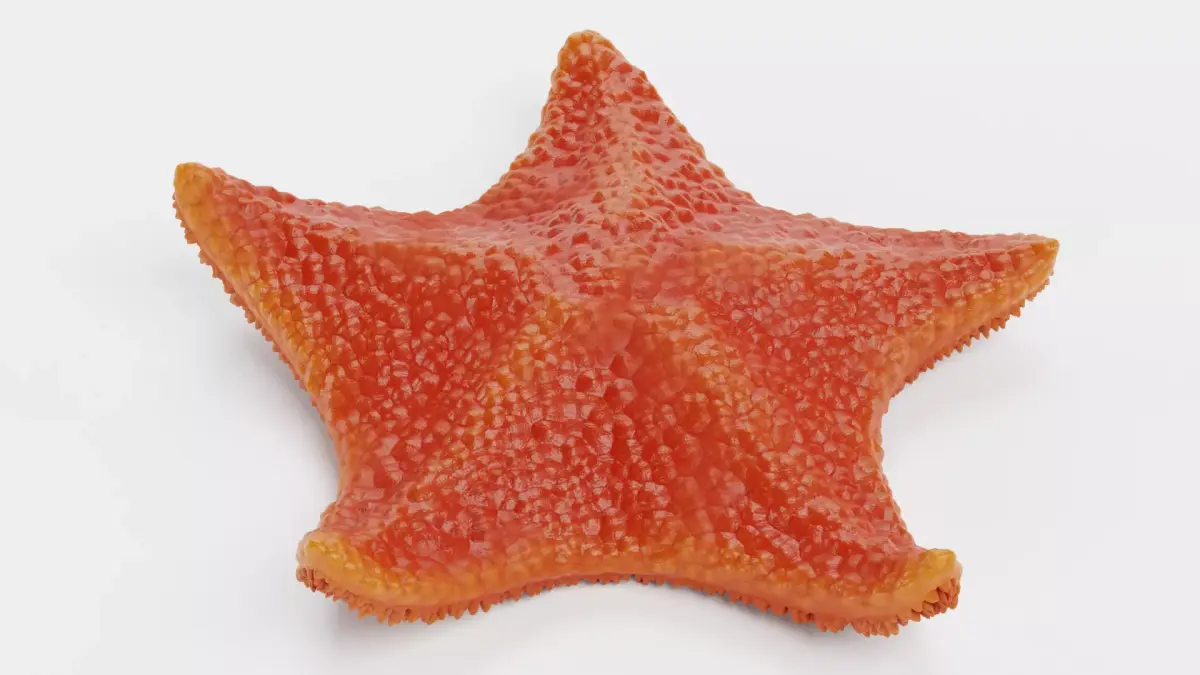 -Bat Starfish Red Rigged- 3D model