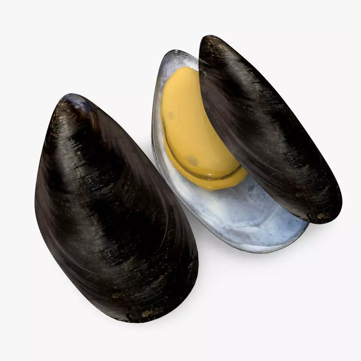 Mussel Shell 3D model