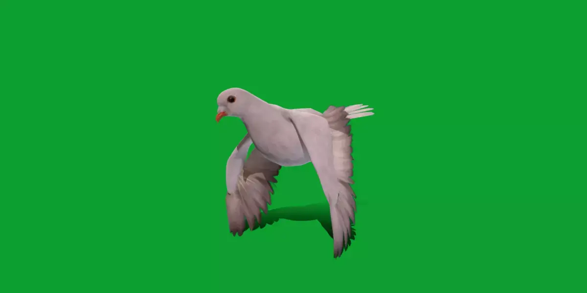 White-winged Dove Bird  Low-poly 3D model