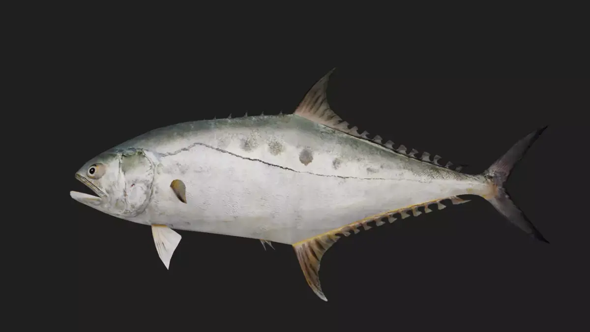 Trevally Low-poly 3D model 3