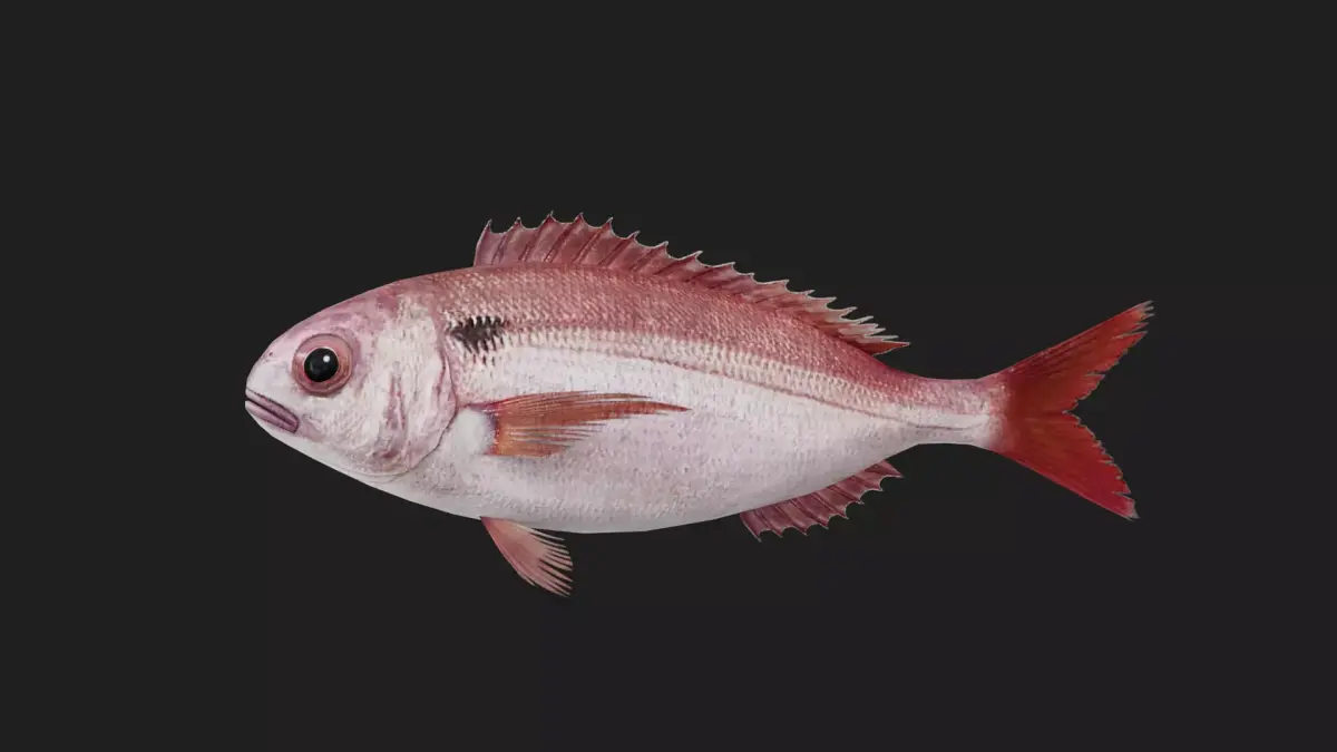 Snapper Low-poly 3D model 6