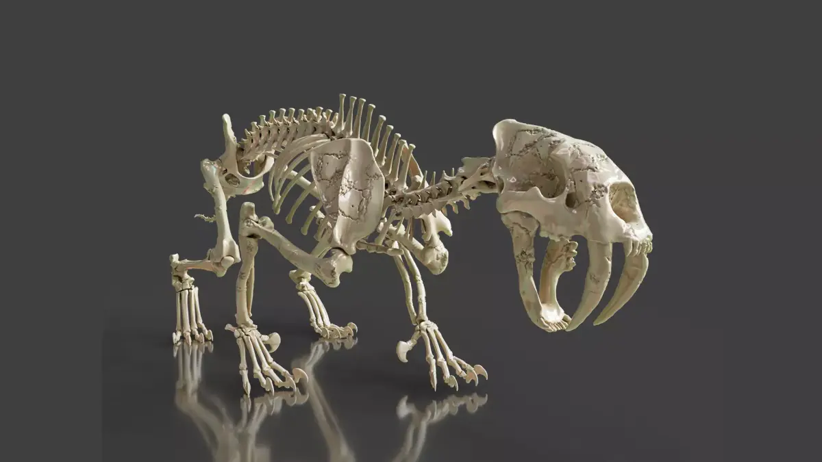 Sabretooth Cat Smilodon Skeleton 3D model