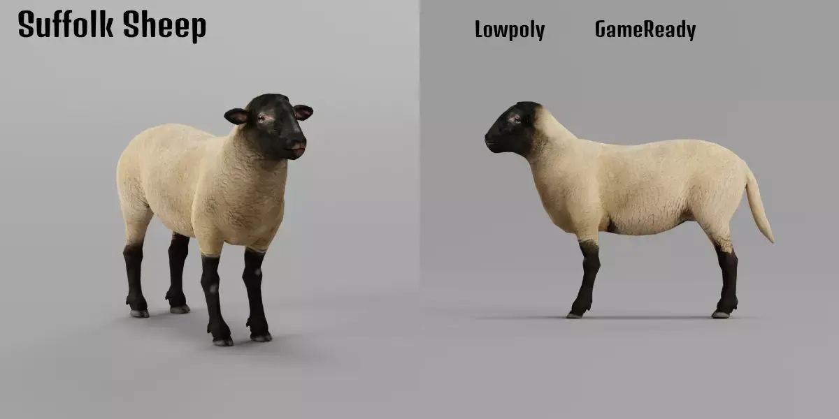 Suffolk Sheep Animal Free 3D model