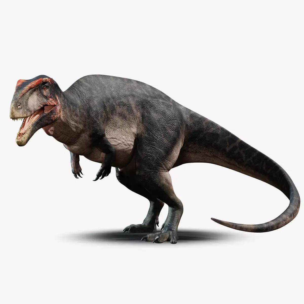 Carcharodontosaurus Rig Low-poly 3D model