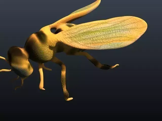 honey bee 3D model buy