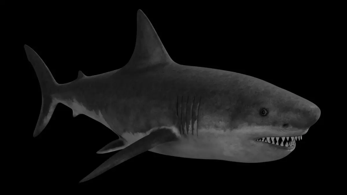 White Shark Low-poly 3D model order