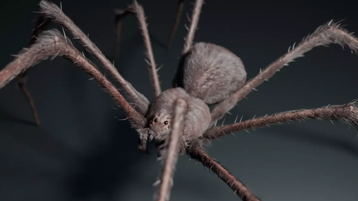 Giant Spider 3D model purchase