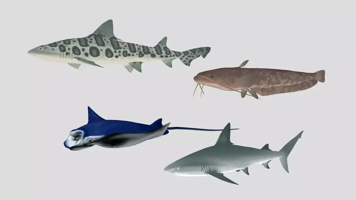  Fish Collection 06 Low-poly 3D model