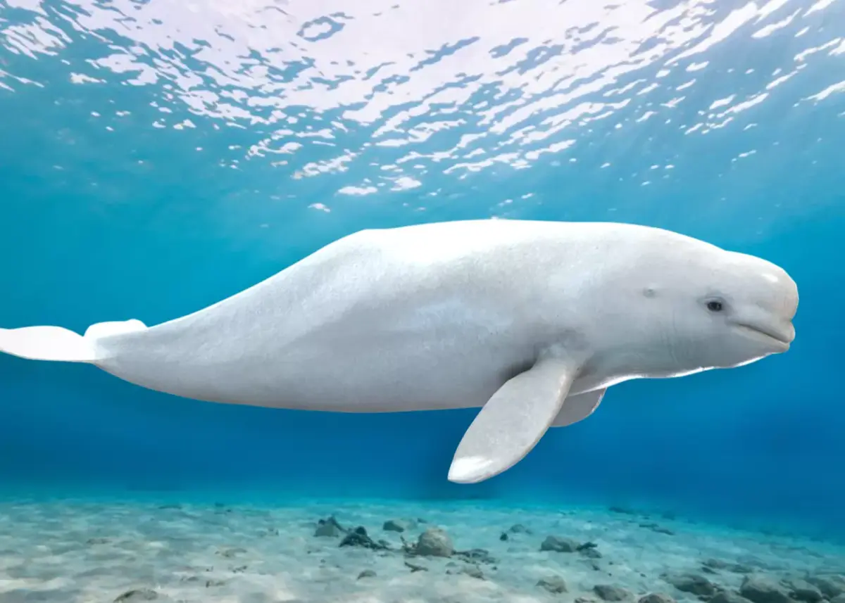 Beluga Whale Animated Low-poly 3D model
