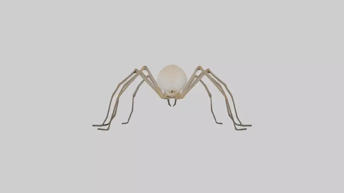 Daddy Longlegs Spider Low-poly 3D model purchase