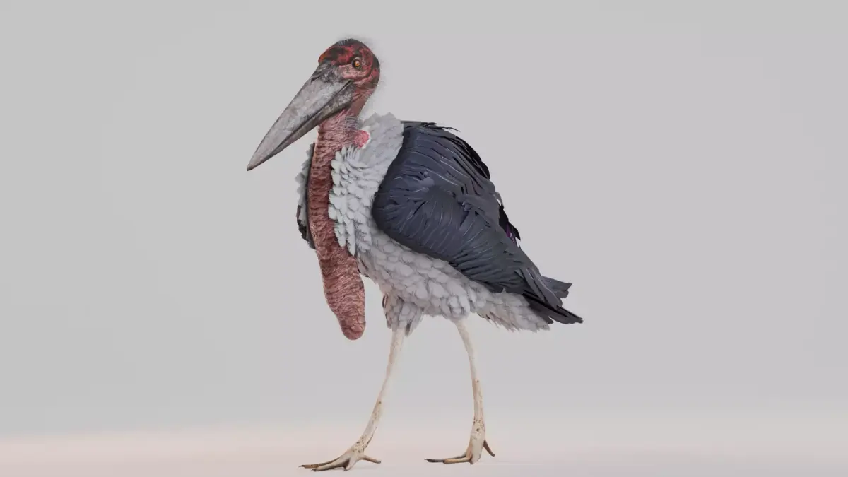 Realistic Animals Savannah - Marabou stork Low-poly 3D model