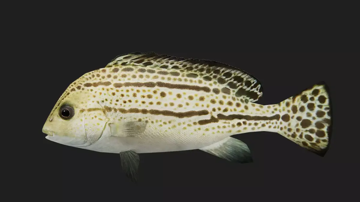 Snapper Low-poly 3D model 15
