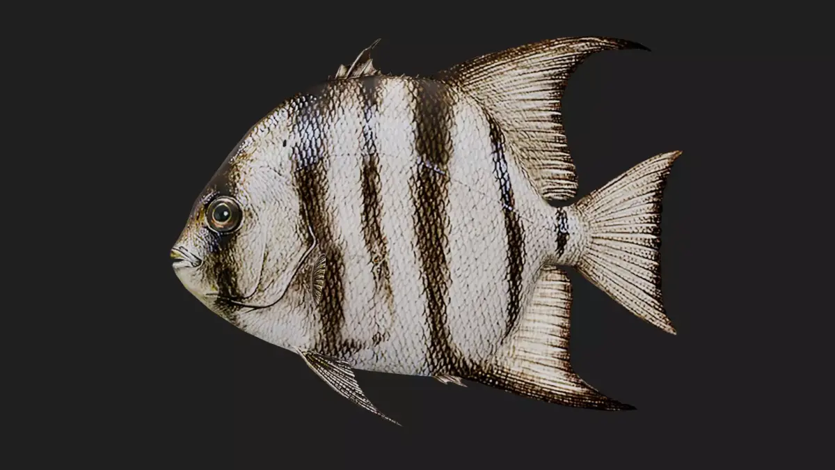 Spadefish Low-poly 3D model