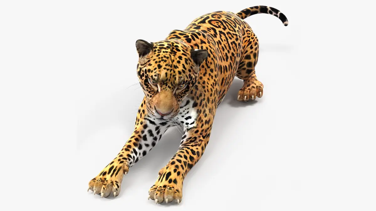 Jaguar Lying Down 3D model