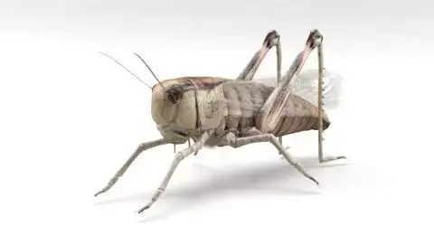 locust grasshopper 3D model