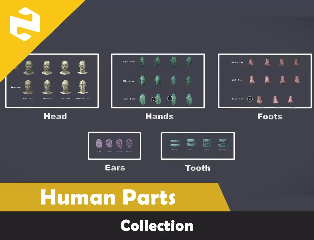 Human Parts Collection Low-poly 3D model purchase