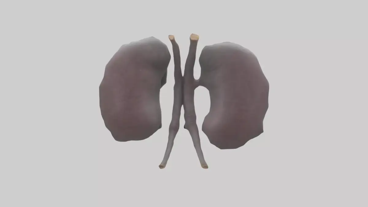 Hippo Kidneys Low-poly 3D model