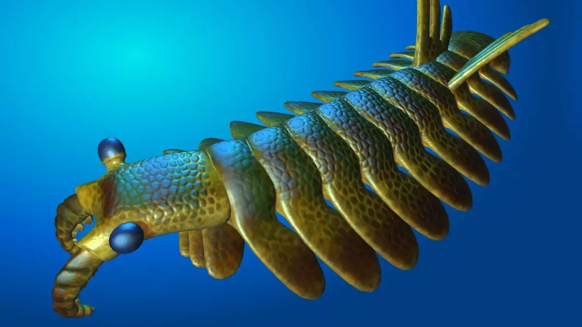 Anomalocaris 3D model