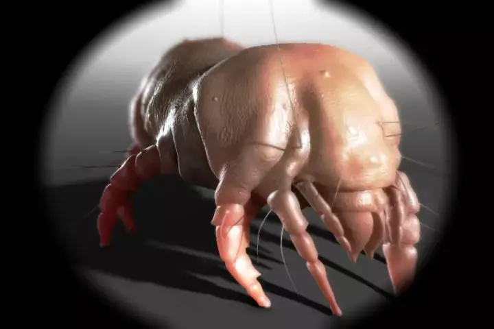 Dust Mite 3D model