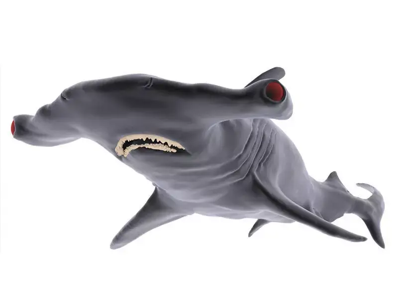 Hammer Shark 3D model purchase
