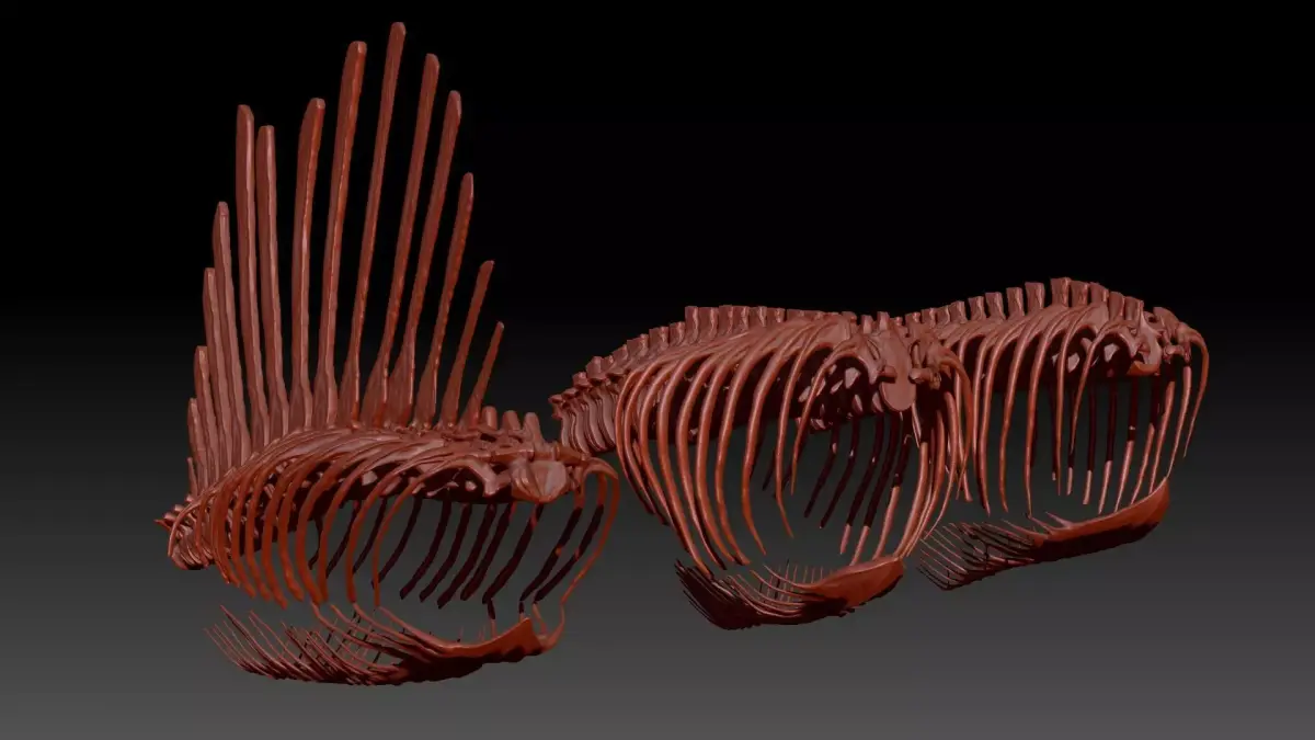 Dinosaur Spinosrs Tyrannosaurus Giganotosaurus SpineRib Skeltons 3D model