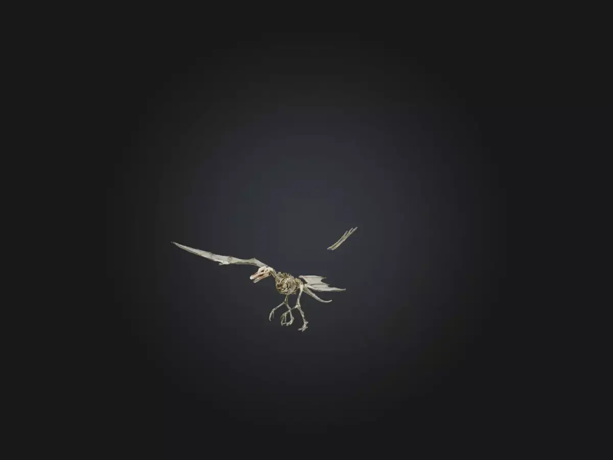 Realistic Pteranodon Skeleton Model Low-poly 3D model