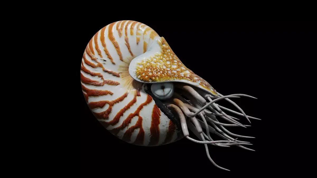 Chambered nautilus Low-poly 3D model