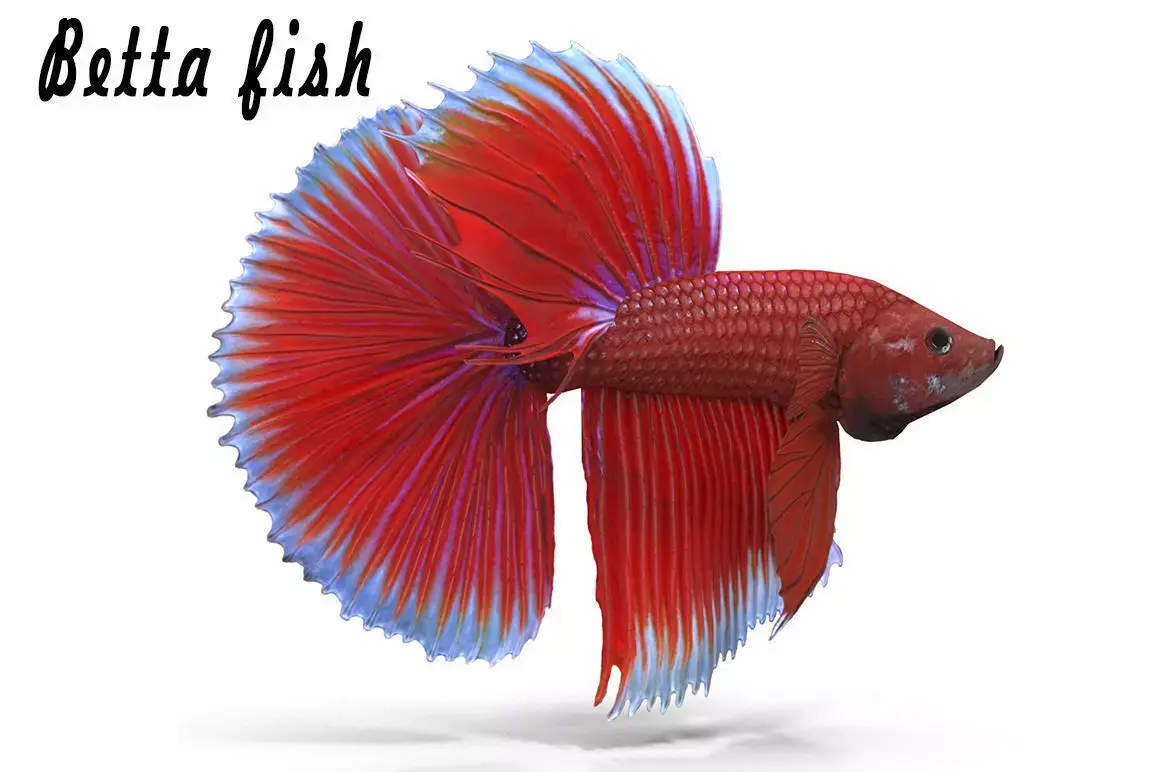 Betta Fish Low-poly 3D model buy