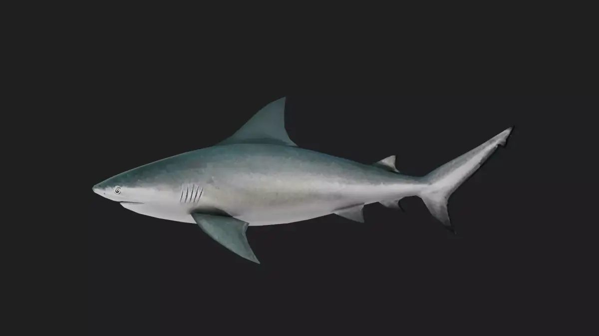 Shark Low-poly 3D model 9