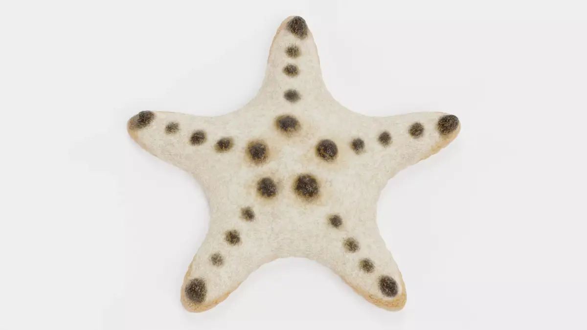 -Chocolate Chip Starfish -  3D model