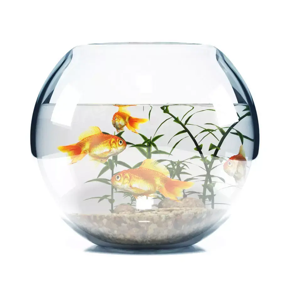 Aquarium  bowl 3D model