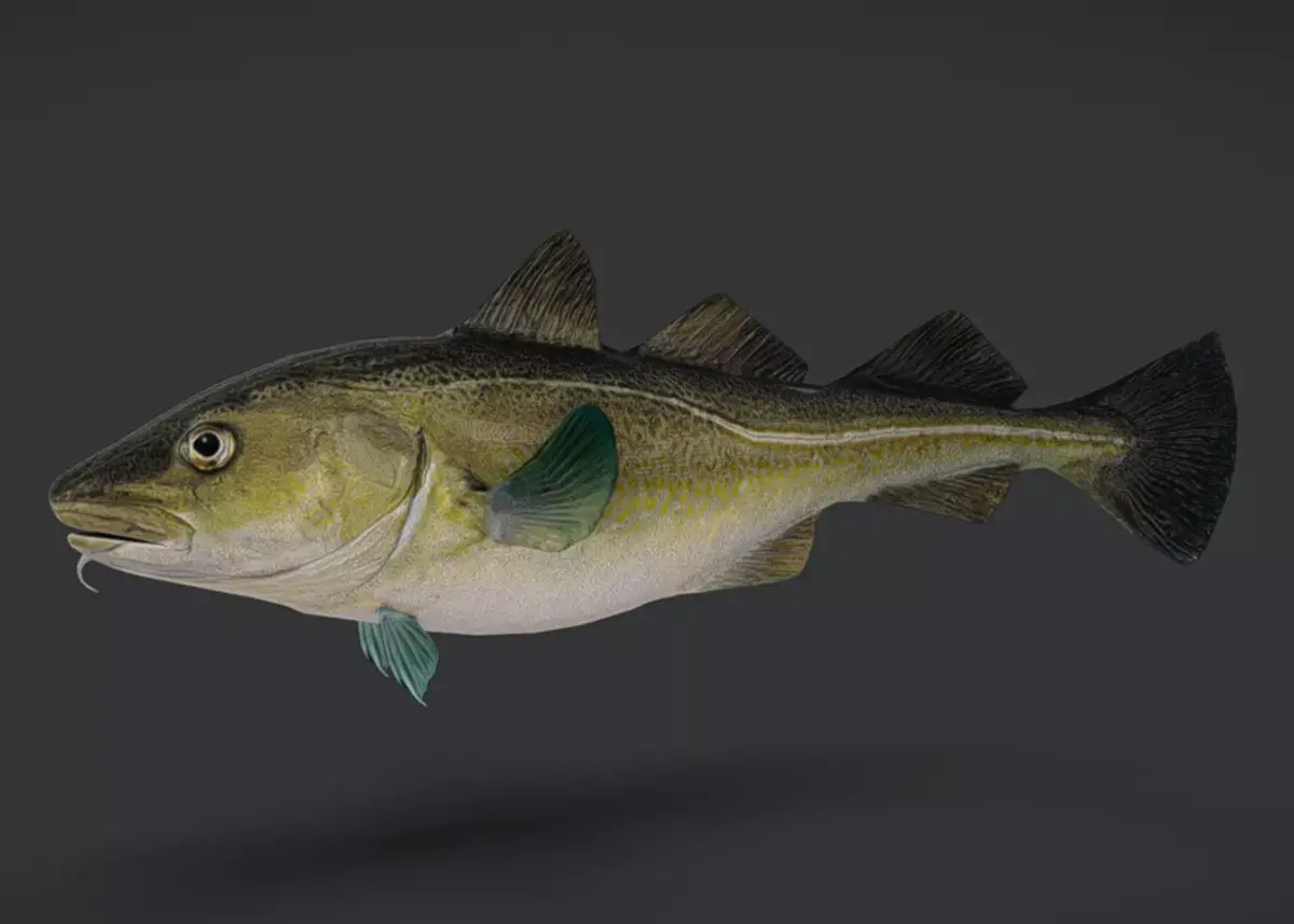 Realistic Atlantic Cod Animated 3D model