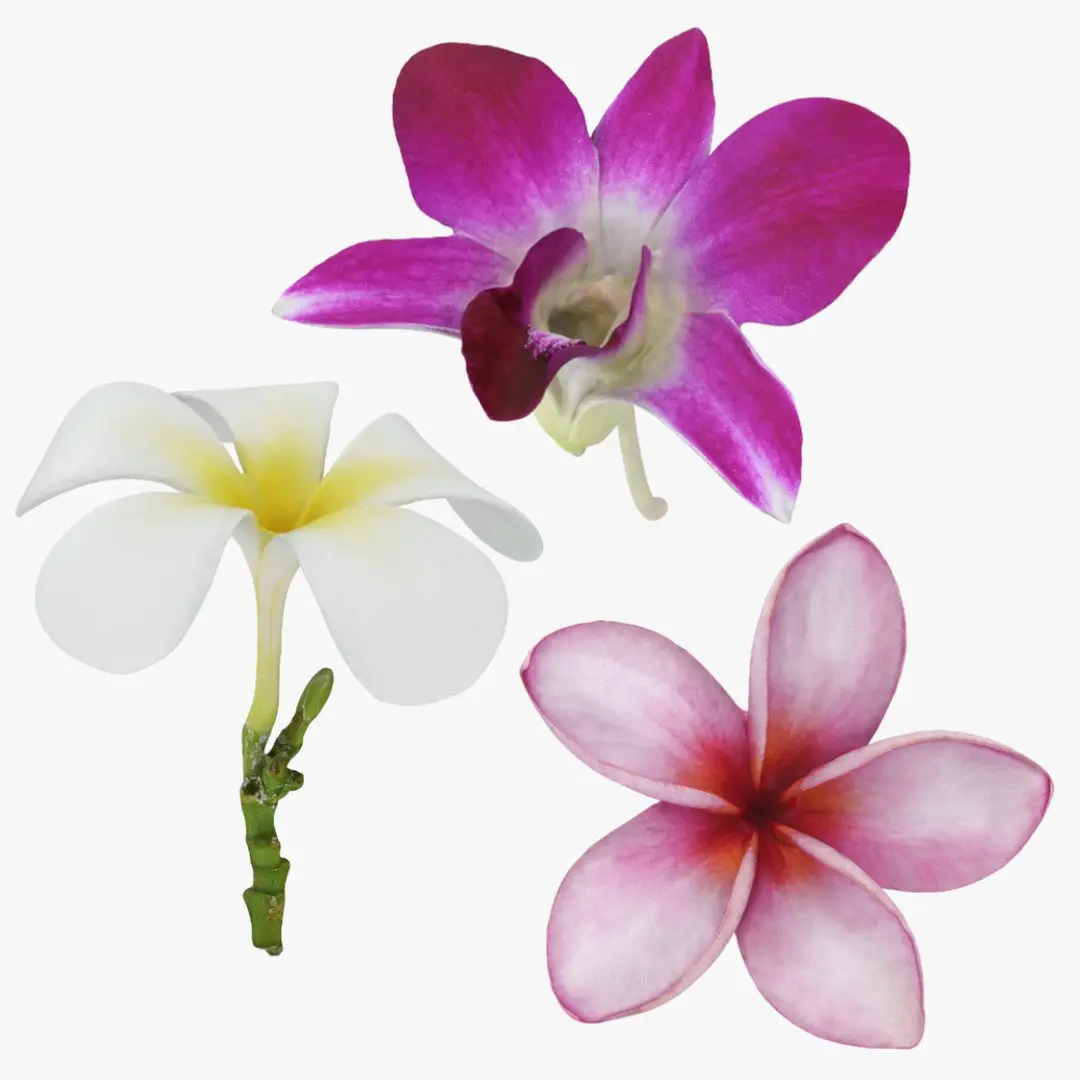 Flower - 3D Scanned Collection 3D model