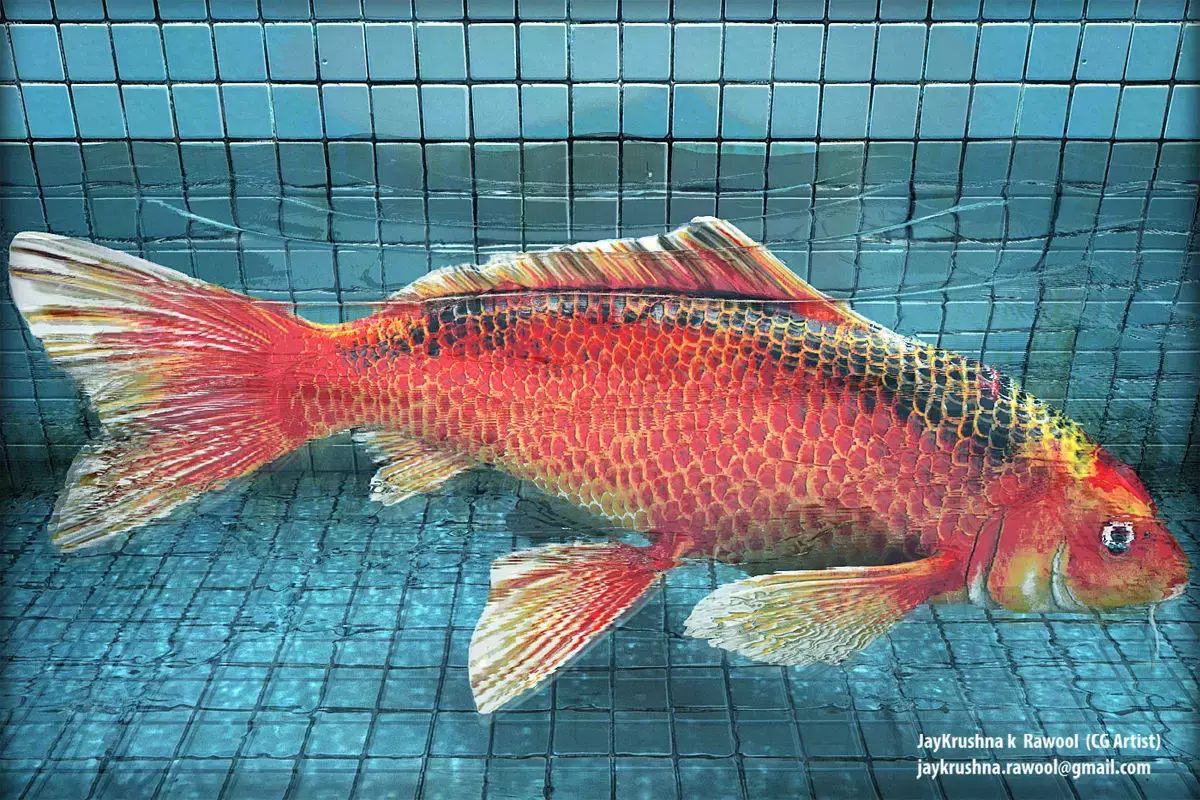 Koi-Fish orange fish swimming in pool 3D model