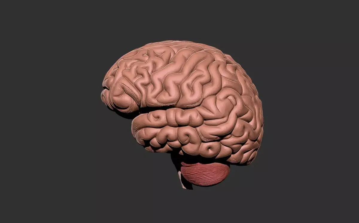 brain human anatomy organ 3D print model