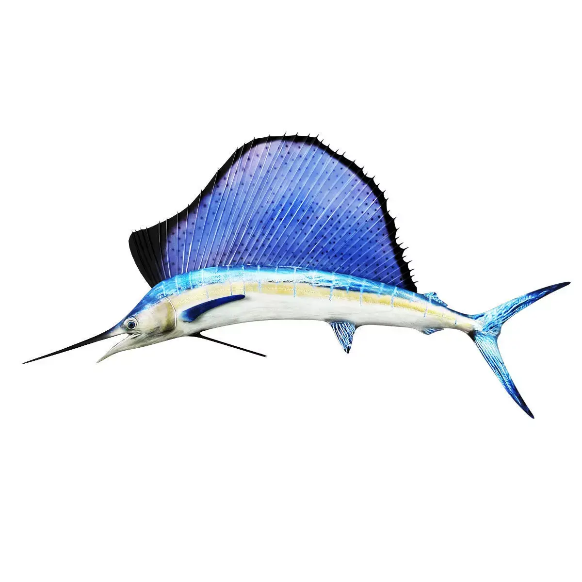 Sailfish 3D model