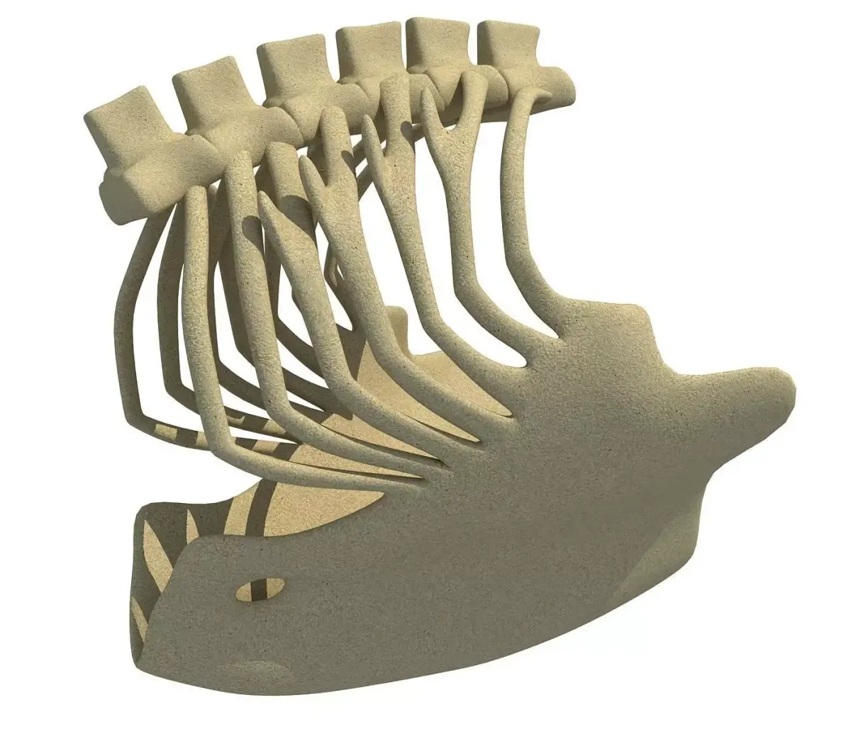 Eagle Ribcage Skeleton 3D model