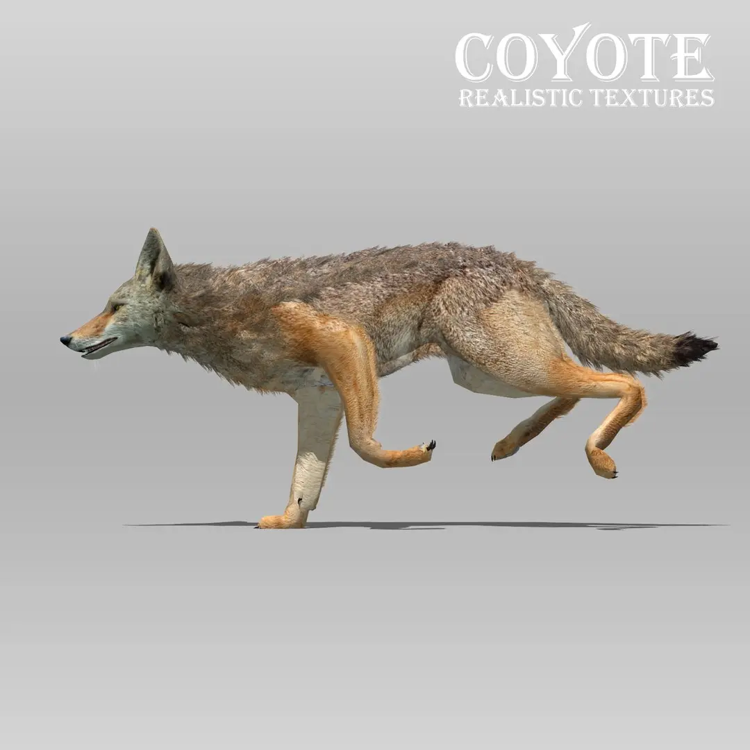 Coyote Animated 3D model