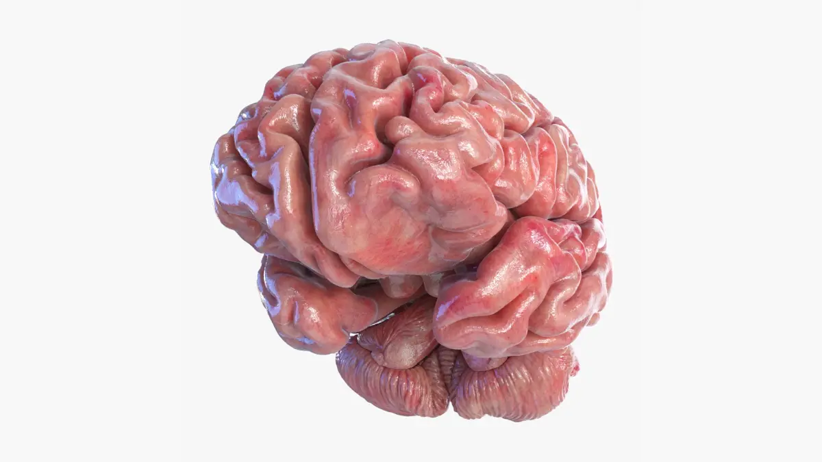 Brain 3D model purchase