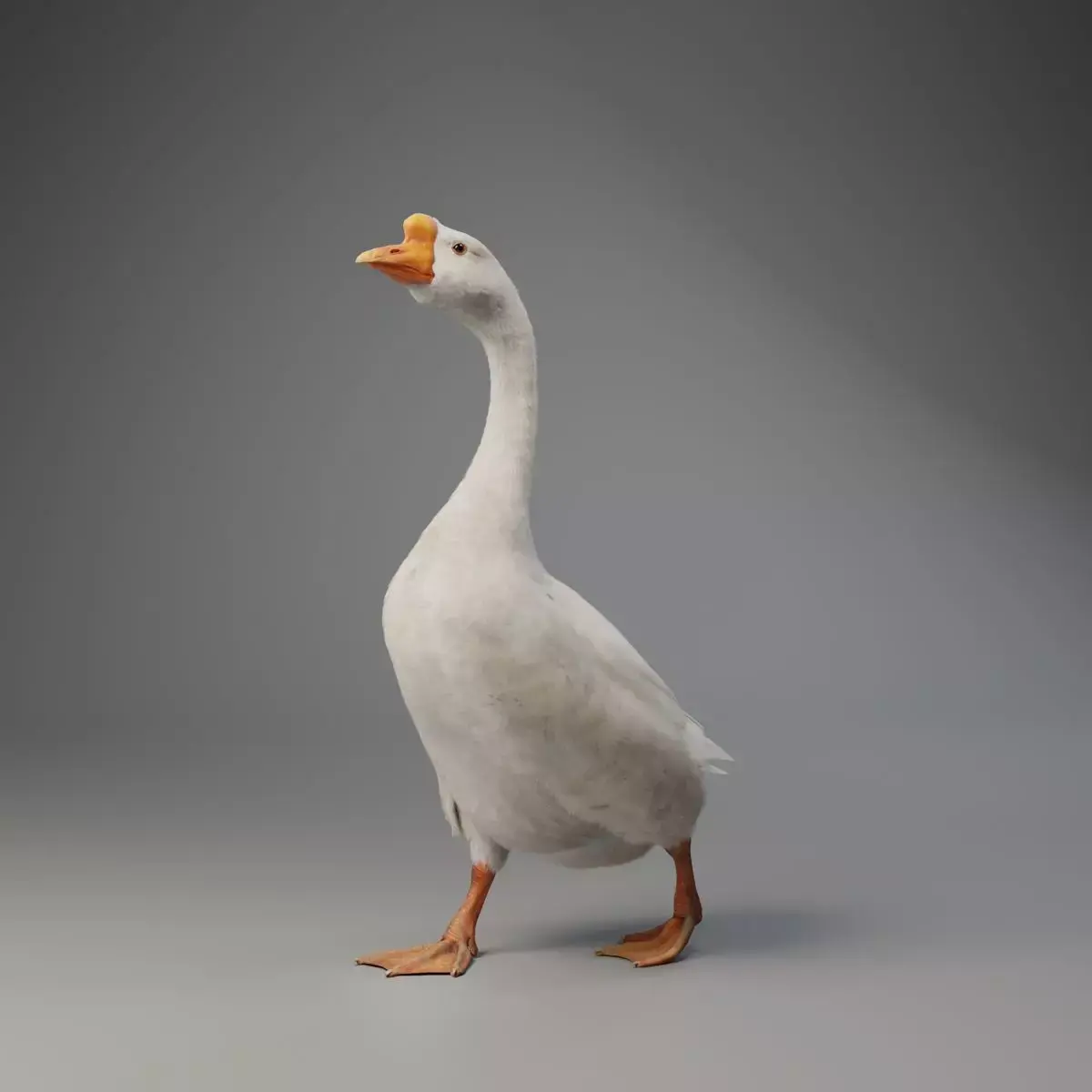 Big White Goose Male Animation - VFX Grace 3D model