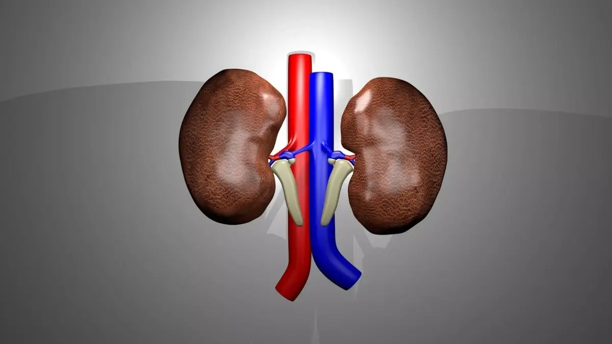 Human Kidneys 3D model