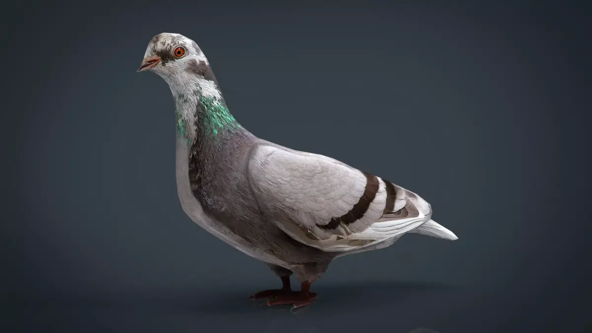 Dove Low-Poly pigeon Low-poly 3D model