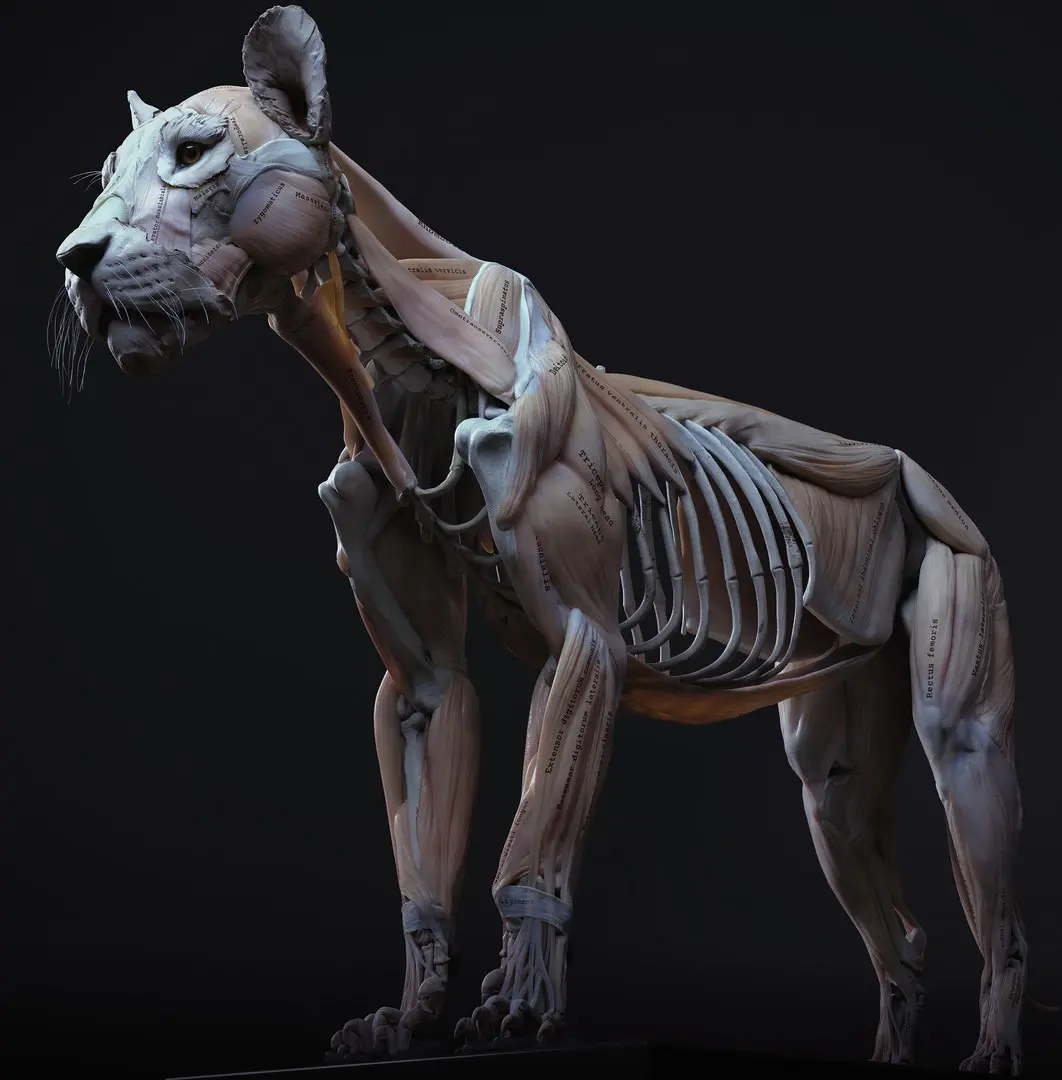 Lion Anatomy 3D model