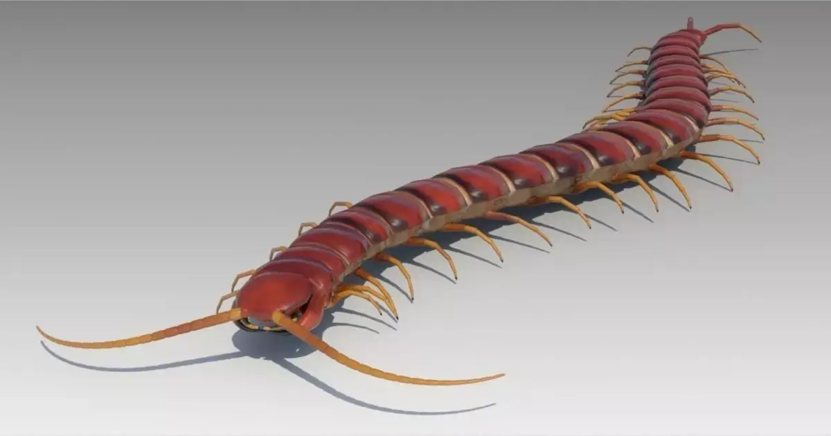 Centipede Low-poly 3D model order